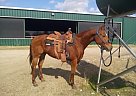 Quarter Horse - Horse for Sale in Mckinney, TX 75570