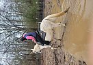 Mule - Horse for Sale in Anniston, AL 36201