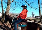 Spotted Saddle - Horse for Sale in Woodbury, TN 37190 Spotted Saddle - Horse for Sale in Woodbury, TN 37190