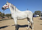 Andalusian - Horse for Sale in , CA 93309