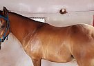 Paso Fino Gelding for Sale in Pennsboro, West Virginia Paso Fino Gelding for Sale in Pennsboro, West Virginia