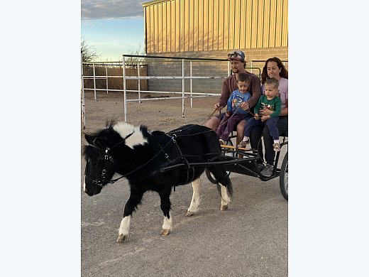 Pony With Cart