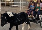 Pony - Horse for Sale in Santa Teresa, NM 88008