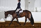 Appendix - Horse for Sale in Columbus, OH 45879 Appendix - Horse for Sale in Columbus, OH 45879