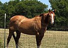 Rey - Mare in Anna, TX Rey - Mare in Anna, TX