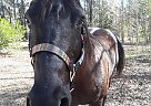 Midnight - Gelding in Waldo, FL Midnight - Gelding in Waldo, FL