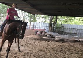 Thoroughbred (Thoroughbred, Mare) in San Antonio, TX