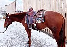 Quarter Horse - Horse for Sale in Red Deer County, AB T0M 0K0