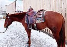 Quarter Horse - Horse for Sale in Red Deer County, AB T0M 0K0 Quarter Horse - Horse for Sale in Red Deer County, AB T0M 0K0