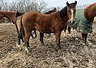 Quarter Horse Mare for Sale in Chamois, Missouri Quarter Horse Mare for Sale in Chamois, Missouri
