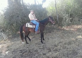 Quarter Horse (Quarter Horse, Stallion) in Tomball, TX