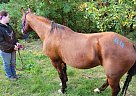 Quarter Horse - Horse for Sale in Coos Bay, OR 97420 Quarter Horse - Horse for Sale in Coos Bay, OR 97420