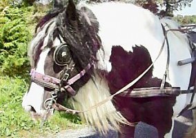 Gypsy Vanner (Gypsy Vanner, Stallion)