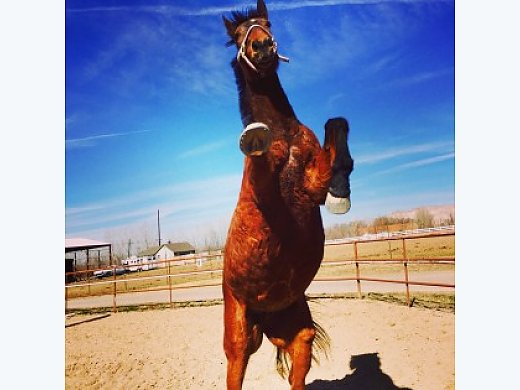 Best Friend + Tack