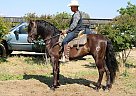 Andalusian - Horse for Sale in , CA 93307