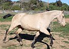 Andalusian - Horse for Sale in ACTON, CA 93510