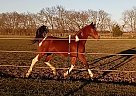Annie - Mare in Waco, TX Annie - Mare in Waco, TX