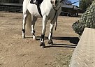 Connemara Pony - Horse for Sale in Lakeside, CA 92040