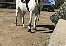 Connemara Pony - Horse for Sale in Lakeside, CA 92040 Connemara Pony - Horse for Sale in Lakeside, CA 92040