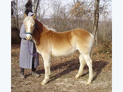 Lovely, Spunky, Golden Filly