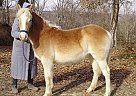 Haflinger - Horse for Sale in Upton, KY 42784