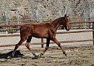 Andalusian - Horse for Sale in Santa Fé De Mondújar,  04420