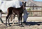 Andalusian - Horse for Sale in Santa Fé De Mondújar,  04420