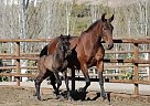 Andalusian - Horse for Sale in Santa Fé De Mondújar,  04420