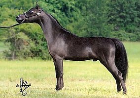 Miniature Horse (Miniature Horse, Stallion) in Fort Collins, CO