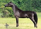 Miniature - Horse for Sale in Fort Collins, CO Miniature - Horse for Sale in Fort Collins, CO