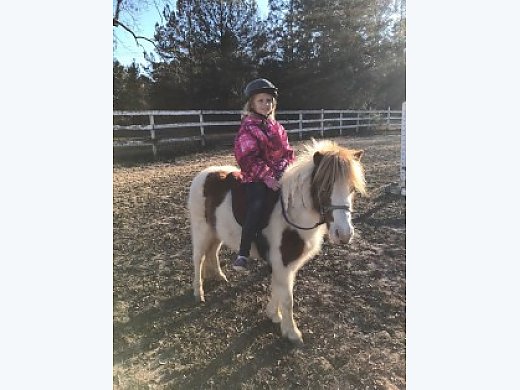 Pocket Pony Mares Pony For Sale In Conyers Ga