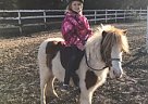 Pocket Pony Mares Pony Mare