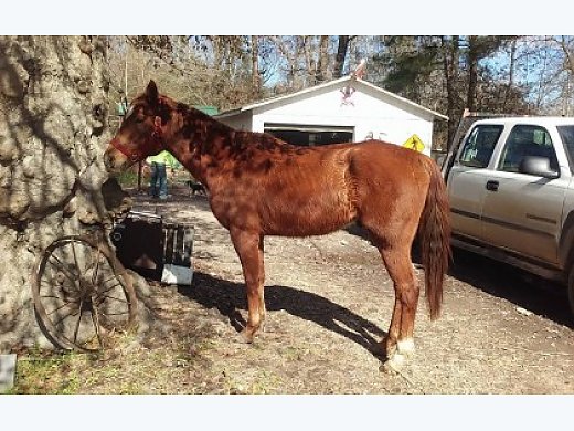 Rescued and Rideable