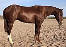 Quarter Horse Gelding for Sale in Maricopa, Arizona Quarter Horse Gelding for Sale in Maricopa, Arizona