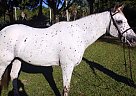 Appaloosa - Horse for Sale in Wellington, FL 33414