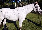 - Mare in Wellington, FL - Mare in Wellington, FL