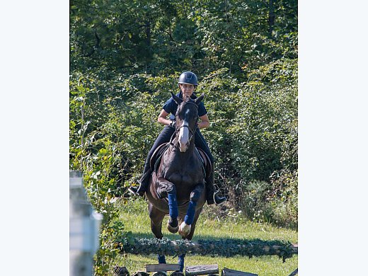 Hunter / Dressage/ Trail Safe