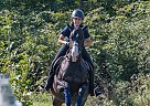 Thoroughbred - Horse for Sale in PortColborne, ON L3K2Y4