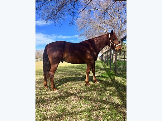 Missouri Fox Trotter Gelding