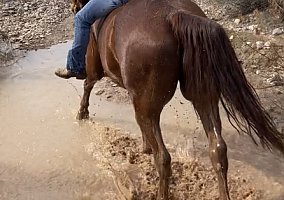 Missouri Fox Trotter (Missouri Fox Trotter, Gelding) in Queen Creek, AZ