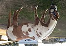 - Gelding in Hemet, CA - Gelding in Hemet, CA