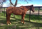 Quarter Horse - Horse for Sale in Queen Creek, AZ 85142 Quarter Horse - Horse for Sale in Queen Creek, AZ 85142