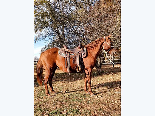 Quarter Horse Mare