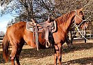 Quarter Horse - Horse for Sale in Xenia, OH 45385