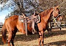 Quarter Horse - Horse for Sale in Xenia, OH 45385 Quarter Horse - Horse for Sale in Xenia, OH 45385