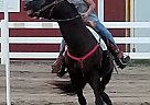 Quarter Pony Gelding for Sale in Orient, Ohio Quarter Pony Gelding for Sale in Orient, Ohio