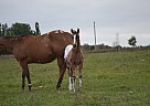 Appaloosa - Horse for Sale in Brechin, ON L0K1B0 Appaloosa - Horse for Sale in Brechin, ON L0K1B0