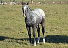 Appaloosa - Horse for Sale in Brechin, ON L0K1B0