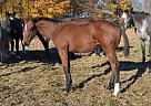 Appaloosa - Horse for Sale in Brechin, ON L0K1B0 Appaloosa - Horse for Sale in Brechin, ON L0K1B0