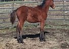 - Stallion in Woodhull, NY - Stallion in Woodhull, NY